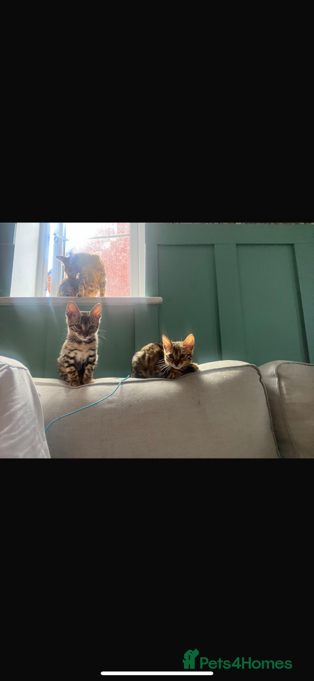 Bengal cats for sale: REDUCEDAbsolutely stunning Bengal Kittens READY in Hook - Image 2
