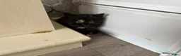 Mixed Breed cats for sale: 2 beautiful kittens for sale  - Advert 7