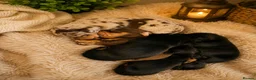 Miniature Dachshund dogs for sale: Miniature Dachshund Puppies Ready To Reserve - Advert 5