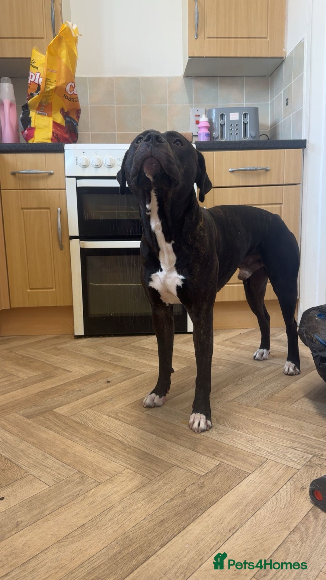 American Bulldog dogs for sale: Broxi - Image 1