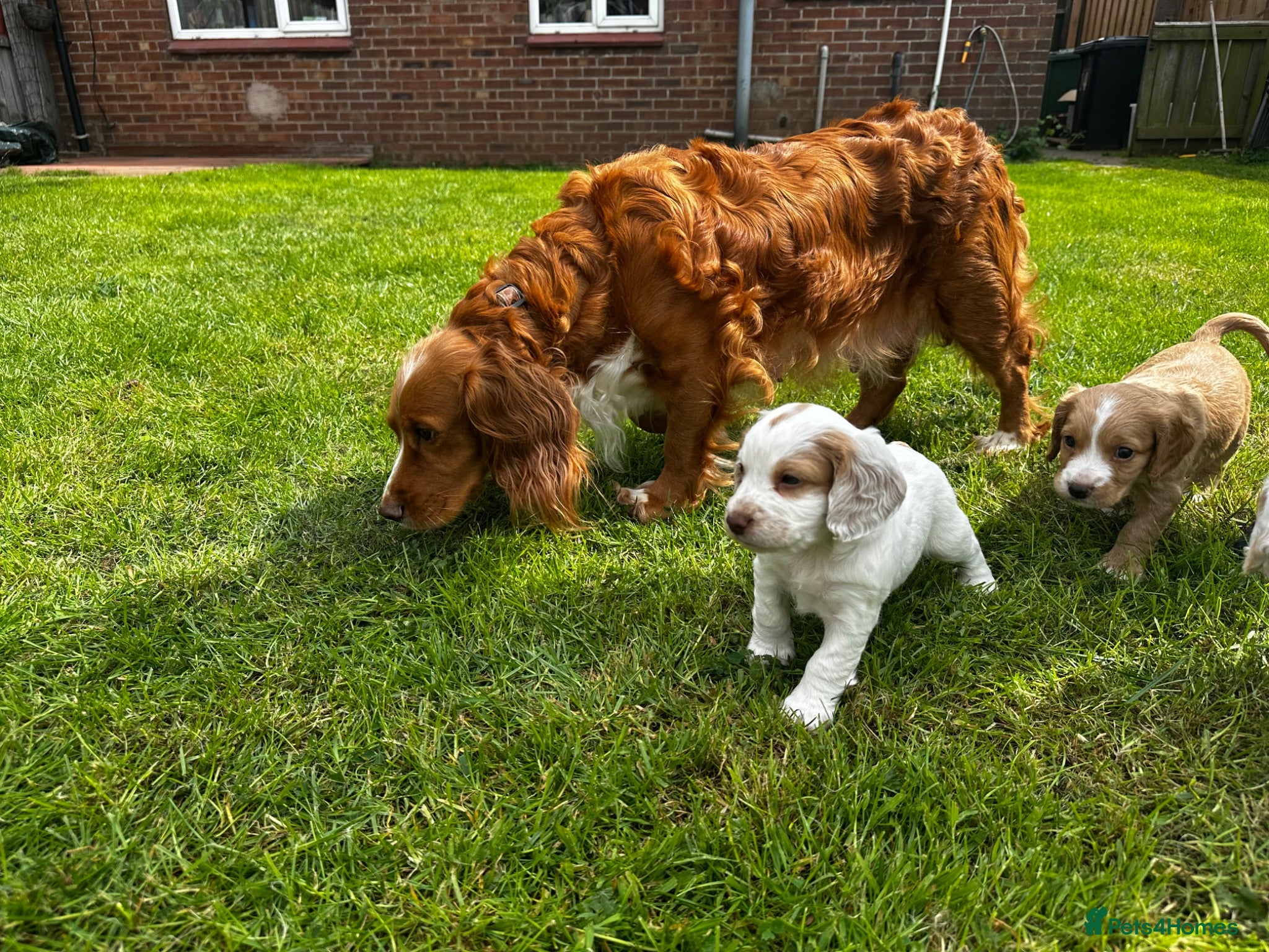 Cocker Spaniel dogs Stunning litter of cocker spaniels  - Advert 2