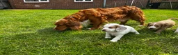Cocker Spaniel dogs for sale: Stunning litter of cocker spaniels  in Whitby - Advert 1