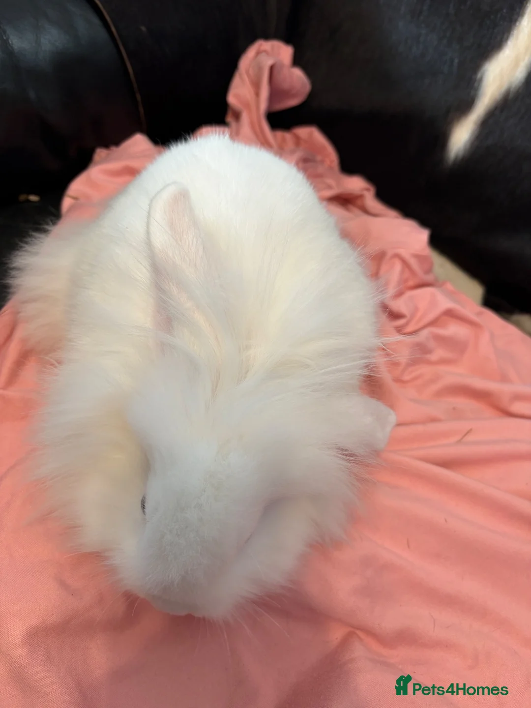 Mixed Breed rabbits for sale: Lion lop buck🩵 - Advert 2