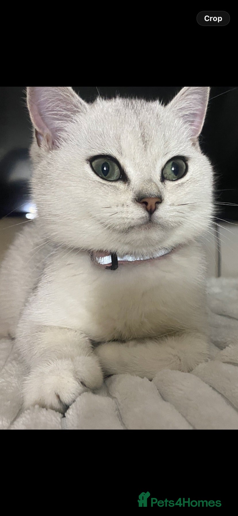 British Shorthair cats British Shorthair Golden & Silver Kittens  - Advert 1