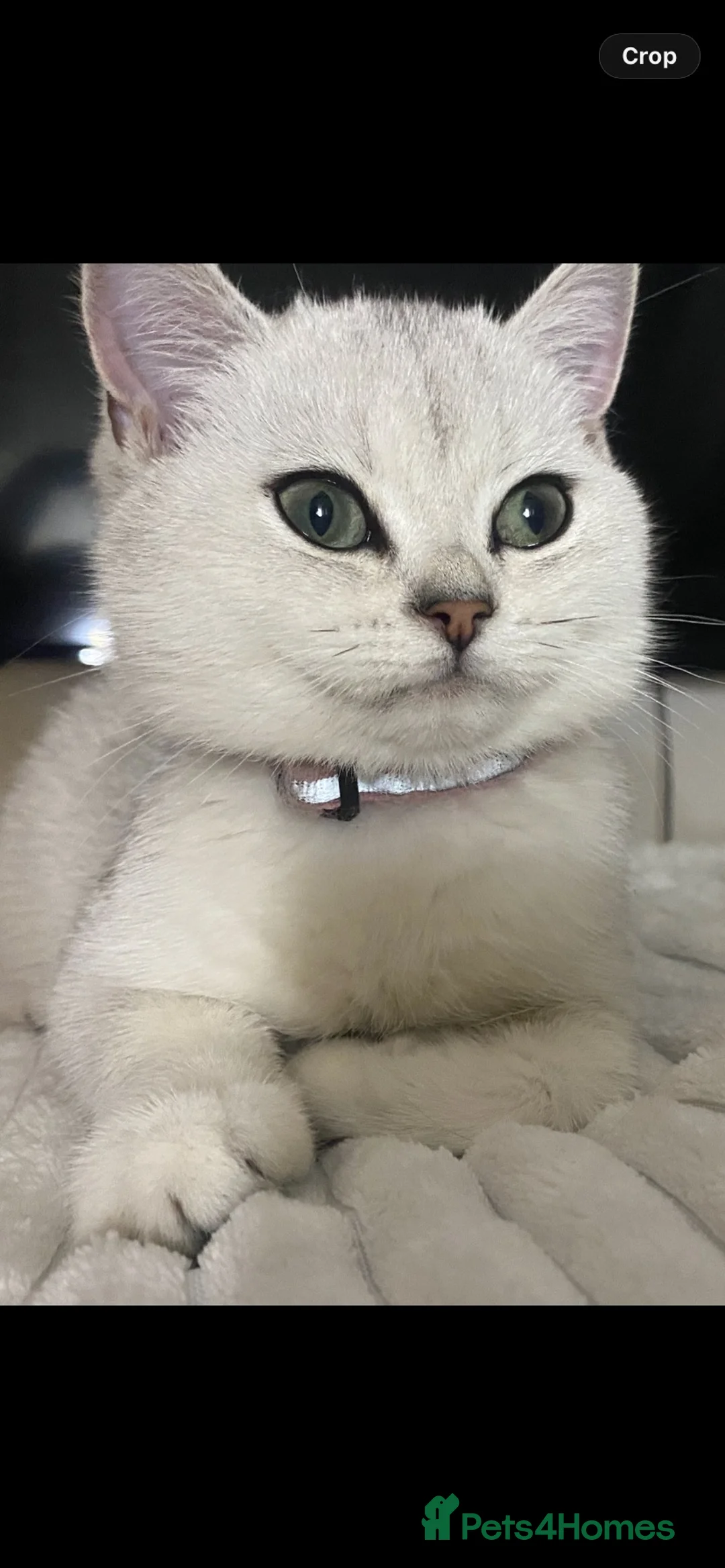 British Shorthair cats for sale: British Shorthair Silver Kitten- female  - Advert 1