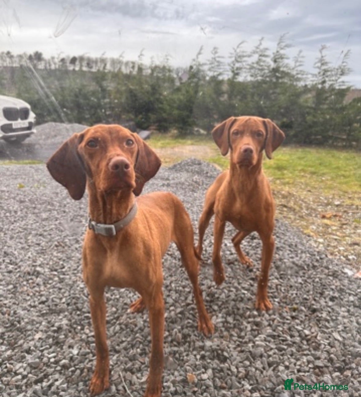 Hungarian Vizsla dogs KC HUNGARIAN VIZSLA TOP PEDIGREE 3 LEFT - Advert 2