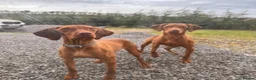 Hungarian Vizsla dogs for sale: KC HUNGARIAN VIZSLA TOP PEDIGREE 3 LEFT in Saltburn-by-the-Sea - Advert 2