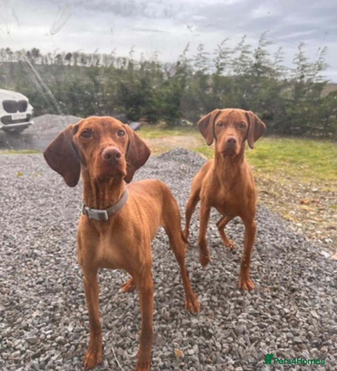 Hungarian Vizsla dogs for sale: KC HUNGARIAN VIZSLA TOP PEDIGREE 3 LEFT in Saltburn-by-the-Sea - Advert 2
