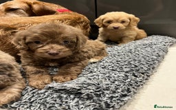 Cockapoo dogs for sale: 🩷READY TO LEAVE - Beautiful F1 Cockapoo pups  - Image 8