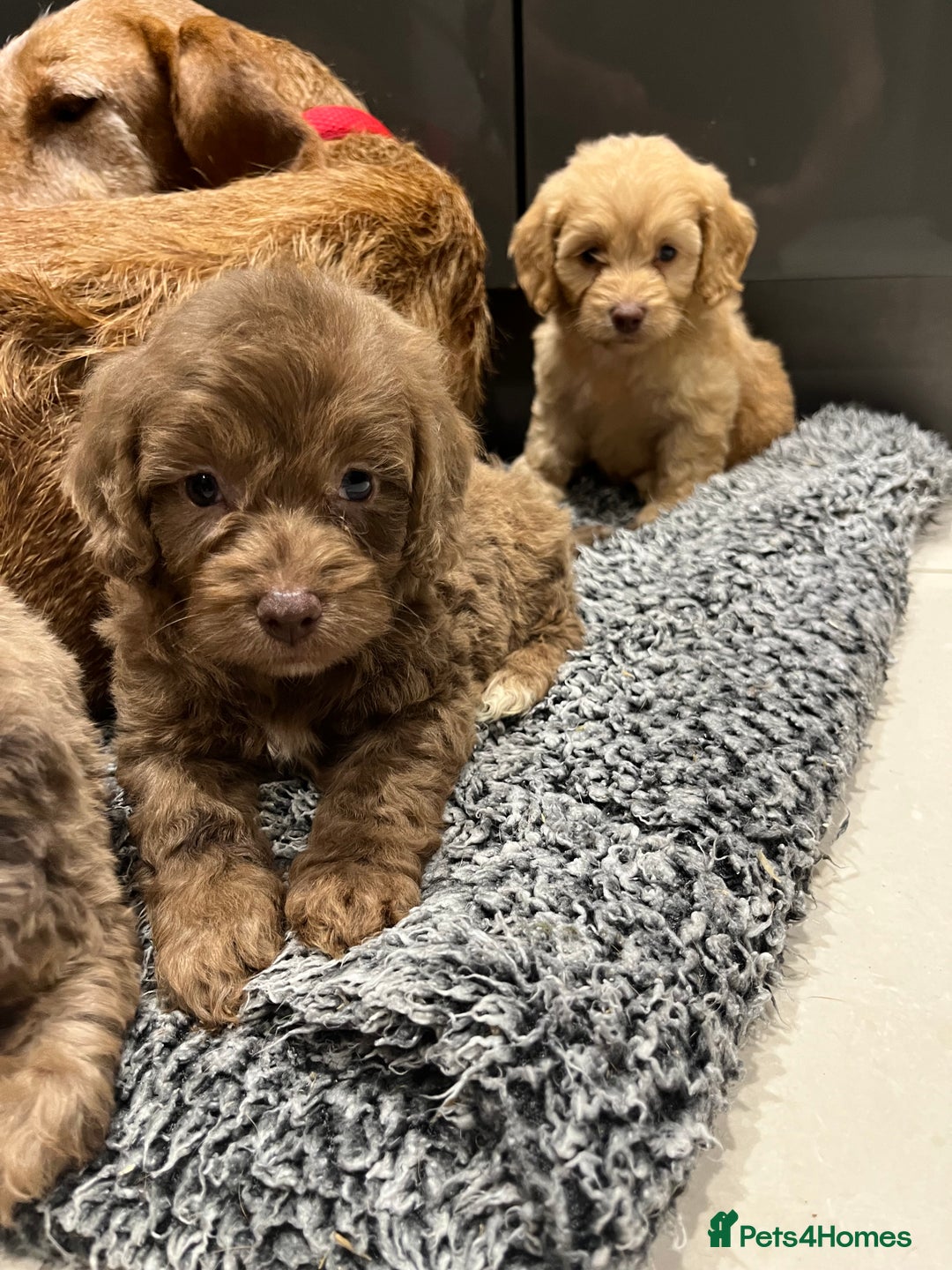 Cockapoo dogs for sale: 🩷READY TO LEAVE - Beautiful F1 Cockapoo pups  - Image 8
