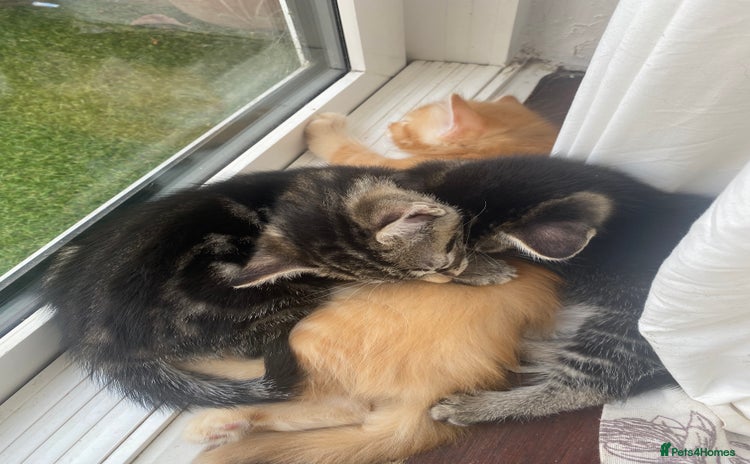 Domestic Shorthair cats - Advert 5