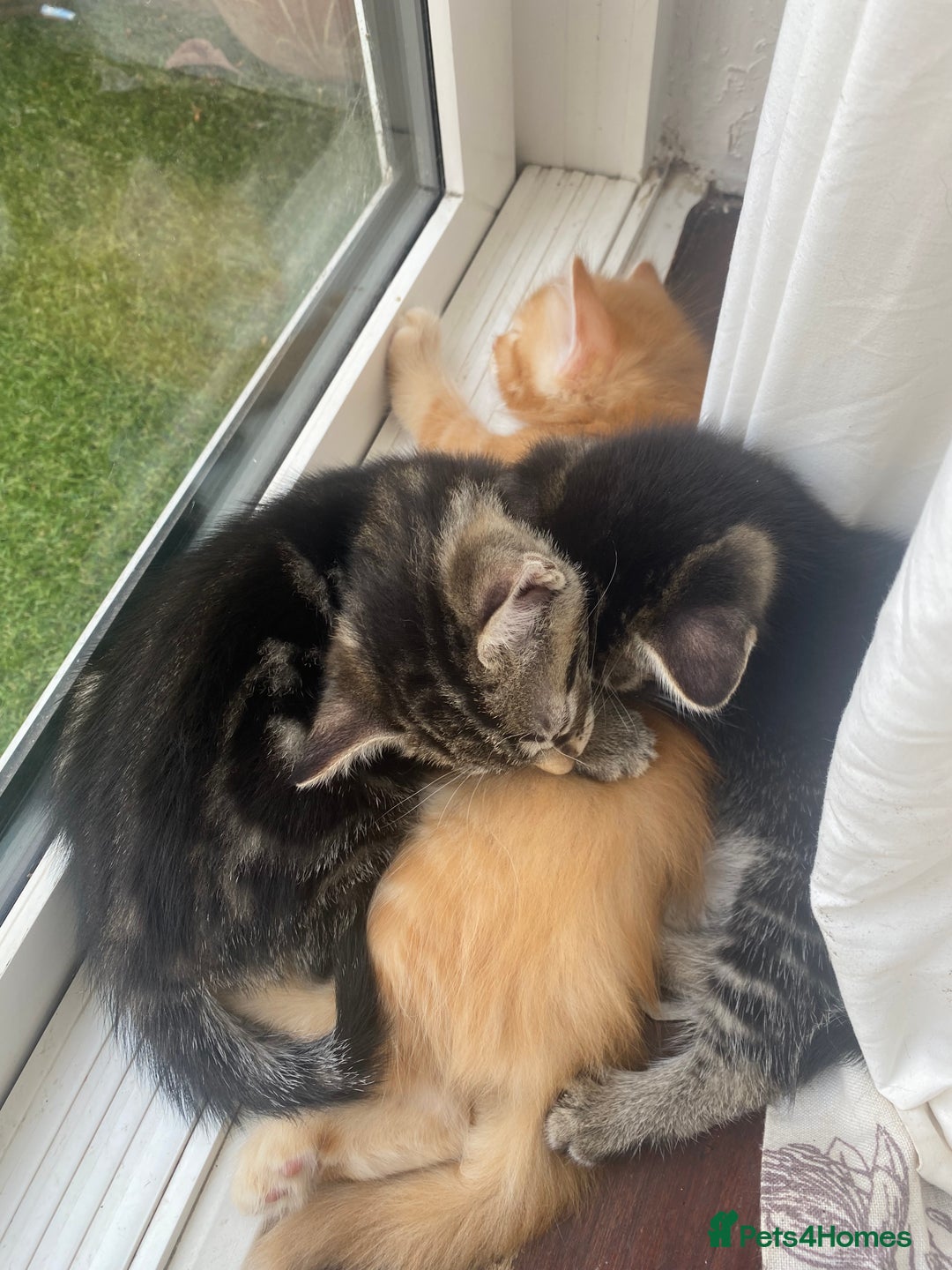 Domestic Shorthair cats for sale: 1 male and 3 female kittens ready next week  - Image 1