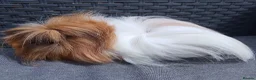 Guinea Pig rodents for sale: Single Peruvian boar and bonded mixed bead pair - Advert 2