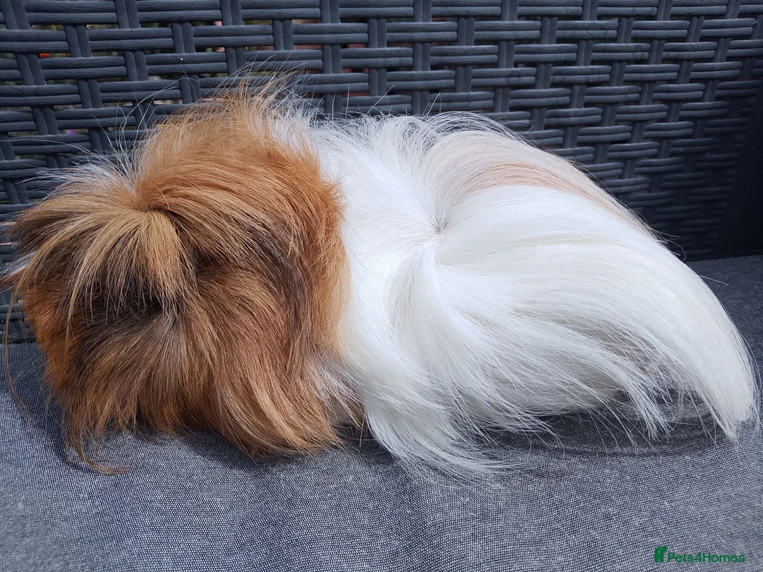 Guinea Pig rodents for sale: Single Peruvian boar and bonded mixed bead pair - Advert 2
