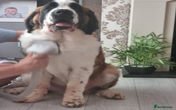 Saint Bernard dogs for sale: Beautiful 10 month old male saint bernard - Image 12