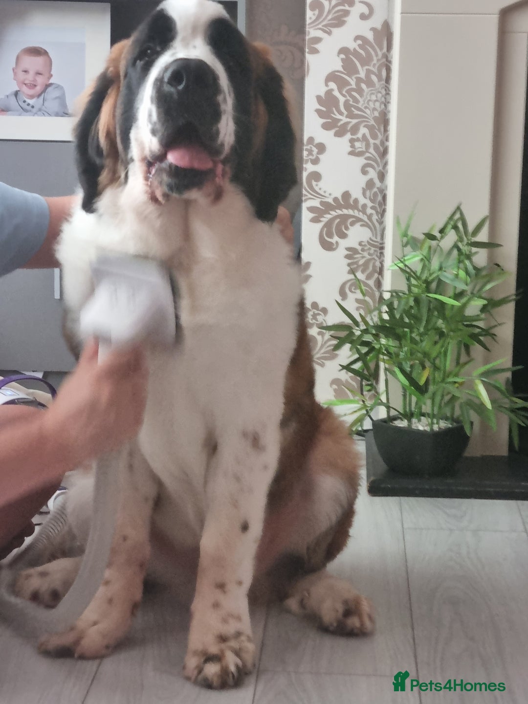 Saint Bernard dogs for sale: Beautiful 10 month old male saint bernard - Image 12