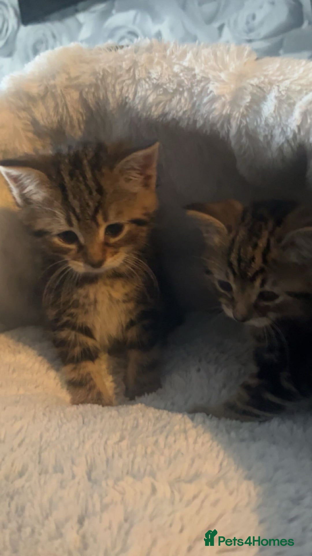 Mixed Breed cats for sale: 8 week old 1 boy 1 girl - Advert 3
