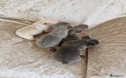 French Bulldog dogs for sale: French Bulldog Puppies  - Image 35