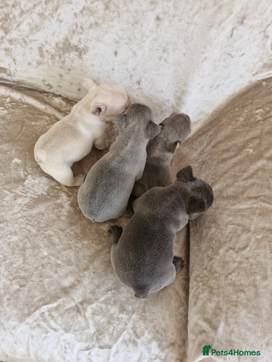 French Bulldog dogs for sale: French Bulldog Puppies  - Image 35