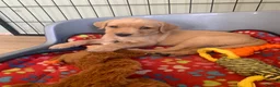 Labrador Retriever dogs for sale: Stunning KC Labrador / 1 boy available 🐾 - Advert 11