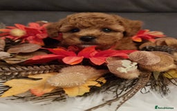 Cockapoo dogs for sale: Adorable best friend pups, sold fully vaccinated - Image 36