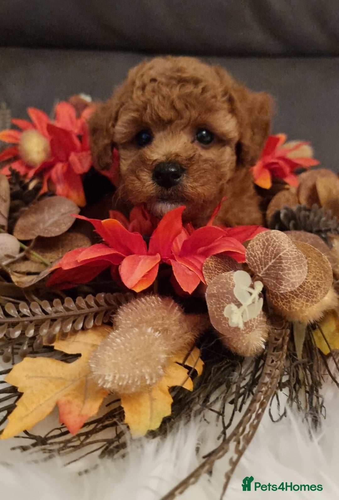 Cockapoo dogs for sale: Adorable best friend pups, sold fully vaccinated - Image 36