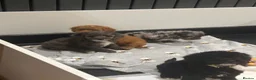 Cockapoo dogs for sale: Gorgeous cockapoo pups!! - Advert 5