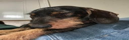 Dachshund dogs for stud: IVDD screened Health tested KC Wirehaired Teckel in Daventry - Advert 7