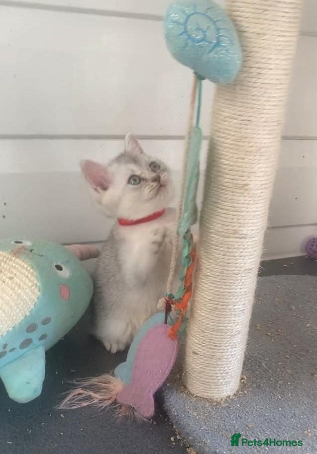 British Shorthair cats BSH Stunning rare Shaded - Advert 2