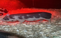Pig livestock for sale: micro pigs - Image 4