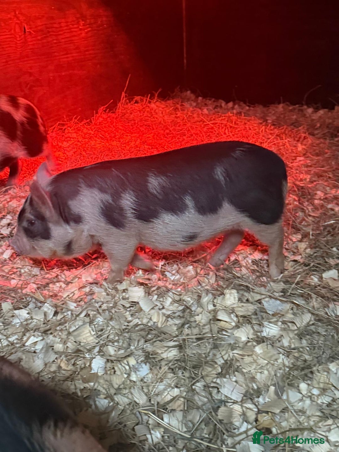 Pig livestock for sale: micro pigs - Image 4