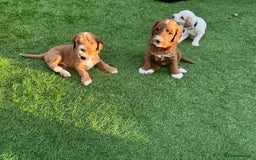 Australian Labradoodle dogs for sale: Pure Multigen Australian Labradoodle Puppies - Image 19