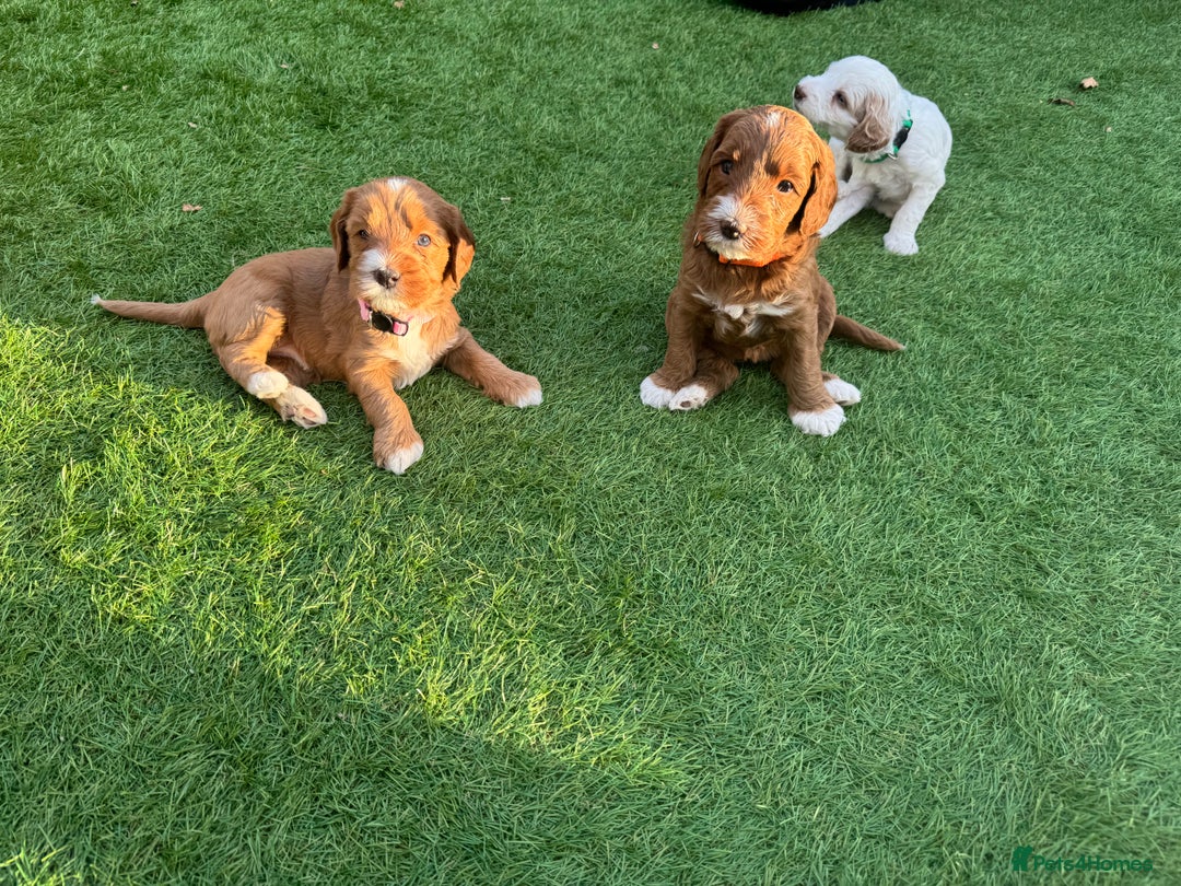Australian Labradoodle dogs for sale: Pure Multigen Australian Labradoodle Puppies - Image 19