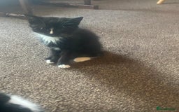 Mixed Breed cats for sale: Lovely 2 kittens - Image 6