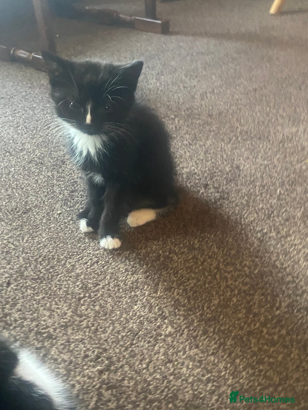 Mixed Breed cats for sale: Lovely 2 kittens - Image 6