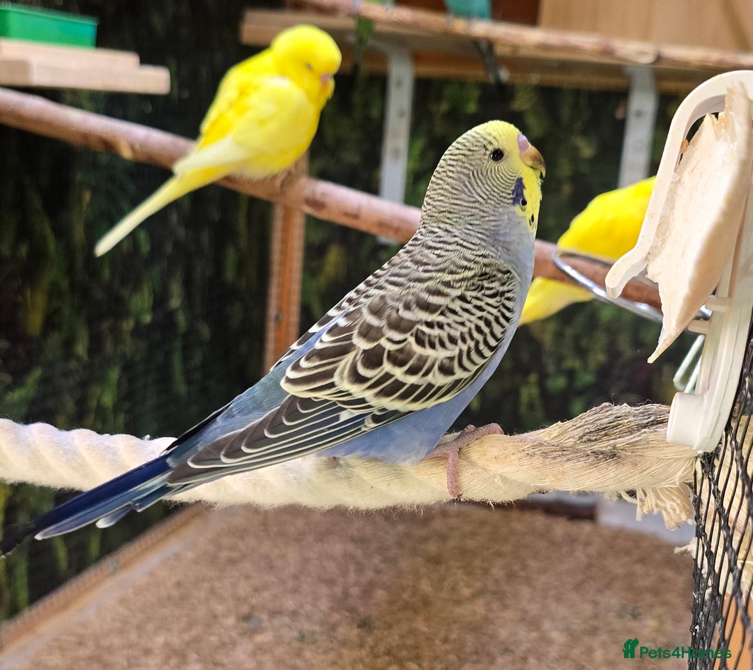 Budgerigars birds for sale: Yellow Lutino budgies. - Image 11