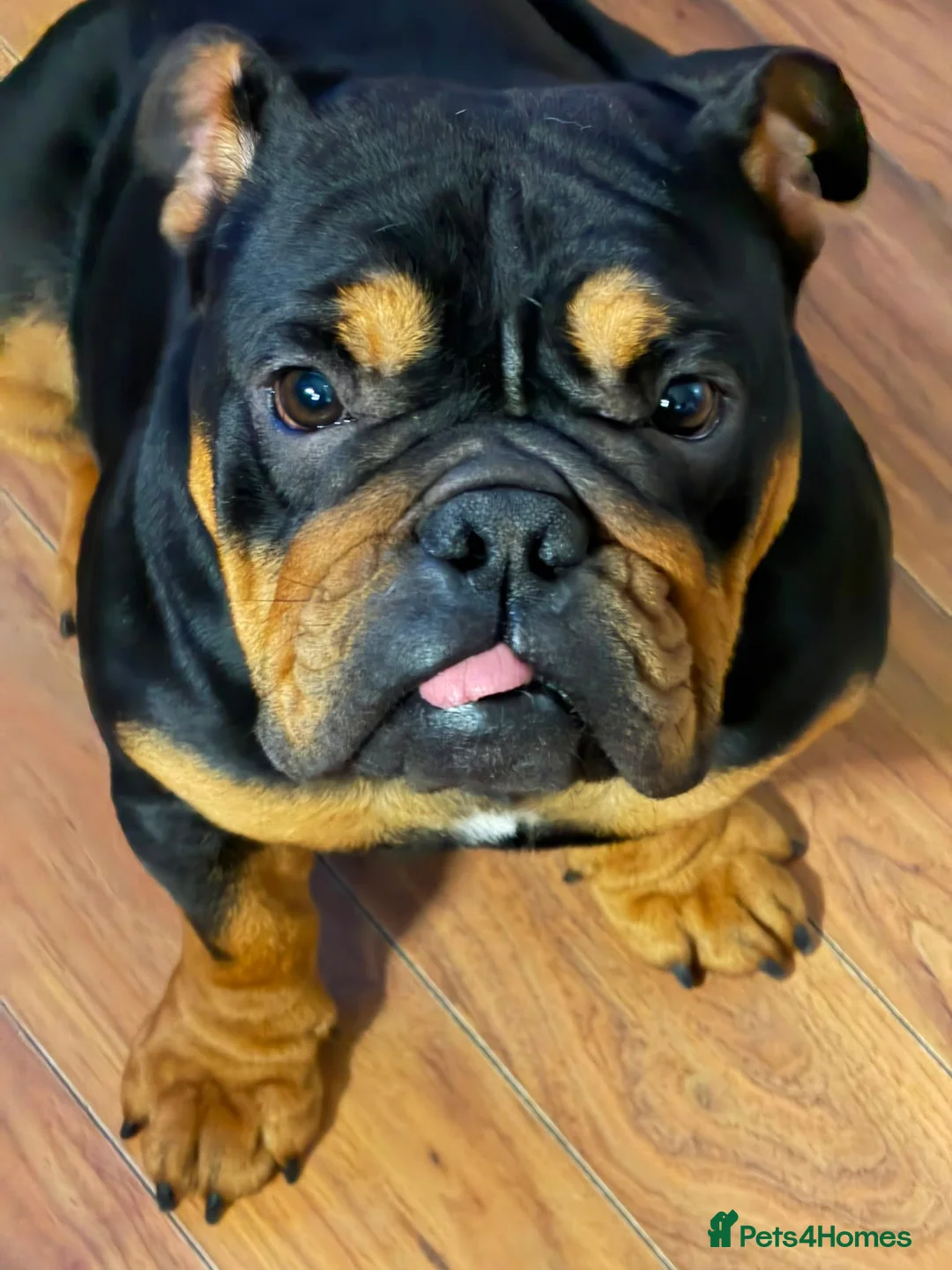 English Bulldog dogs for sale: English bulldog - Advert 2