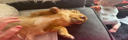 Chihuahua dogs for sale: Two Chihuahuas and a sausage dog - Advert 4