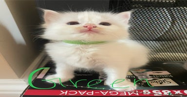 Ragdoll cats - Advert 9