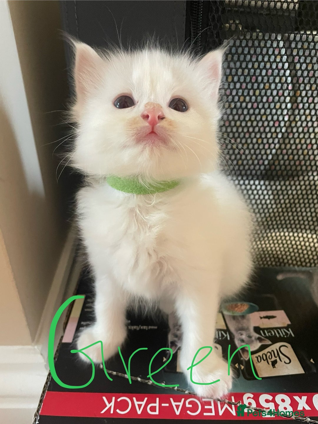 Ragdoll cats for sale: 6 Adorable Ragdoll kittens  - Image 3