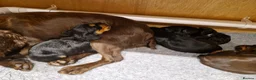 Cocker Spaniel dogs for sale: Working Cocker Spaniel Pups in Bridgnorth - Advert 5