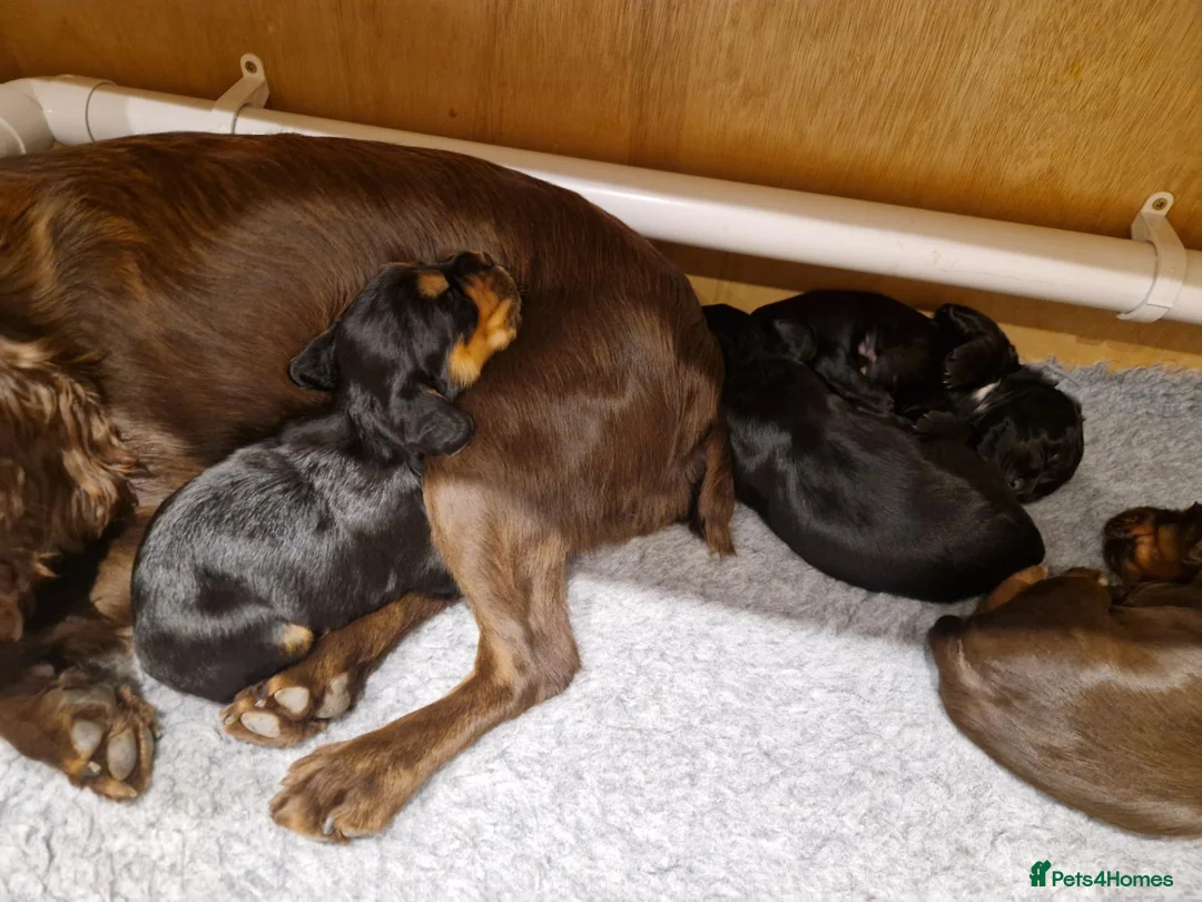 Cocker Spaniel dogs for sale: Working Cocker Spaniel Pups in Bridgnorth - Advert 5