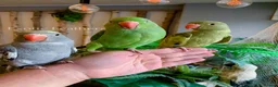 Ringnecks birds for sale: Hand Reared Baby Indian Ringneck Parrots For Sale - Advert 28