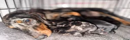 Dachshund dogs for sale: Dachshund for sale  - Advert 8