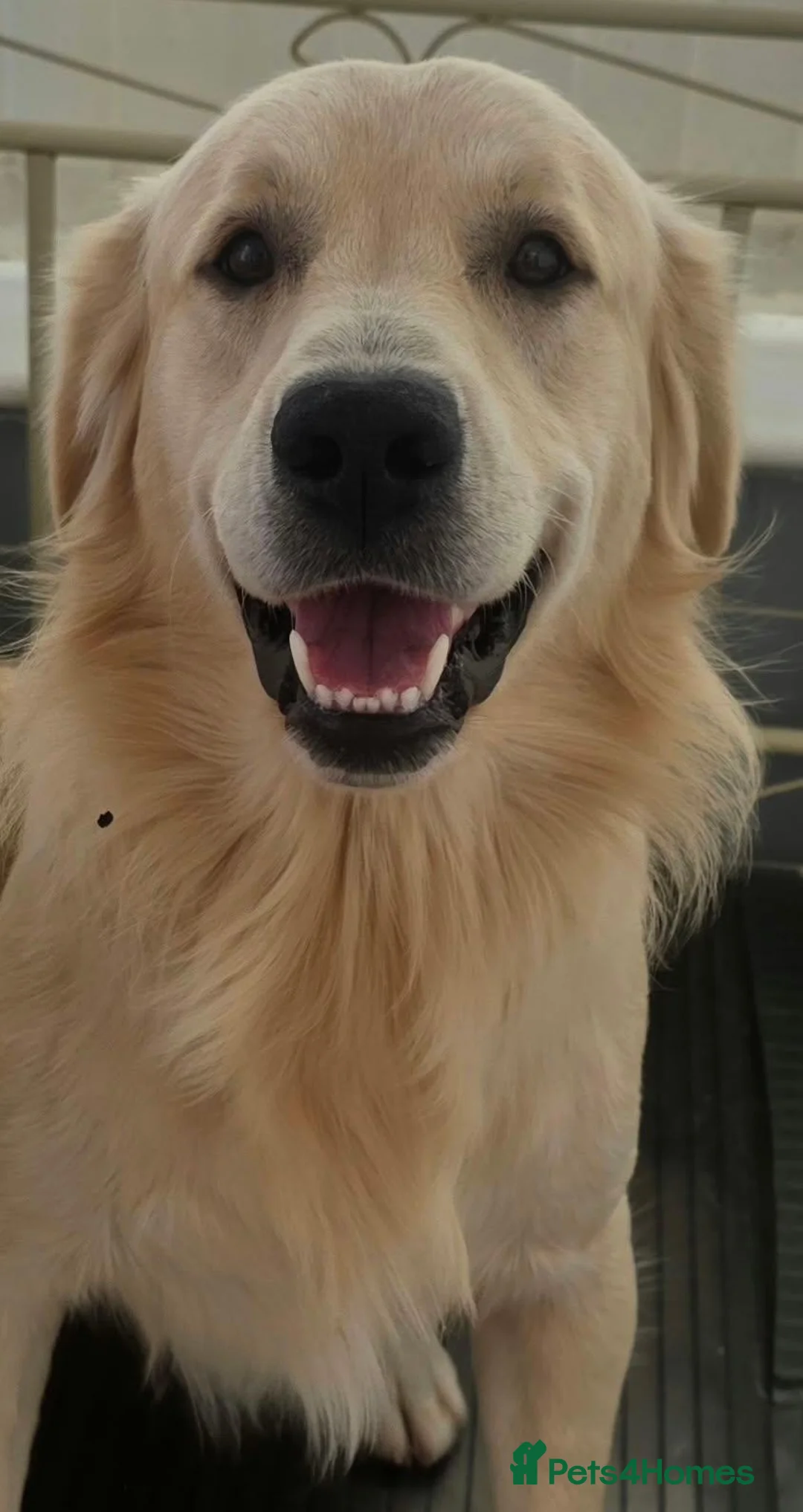Golden Retriever dogs for stud: Golden retriever - Advert 2