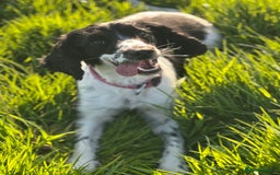 Sprocker dogs for sale: Beautiful sprockers  - Image 13