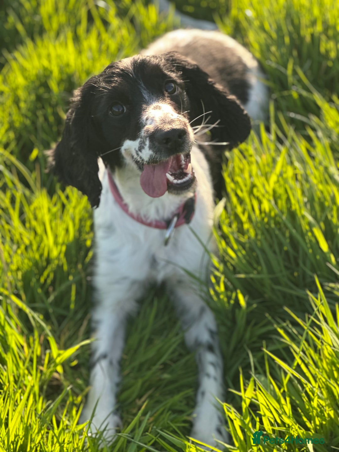 Sprocker dogs for sale: Beautiful sprockers  - Image 13