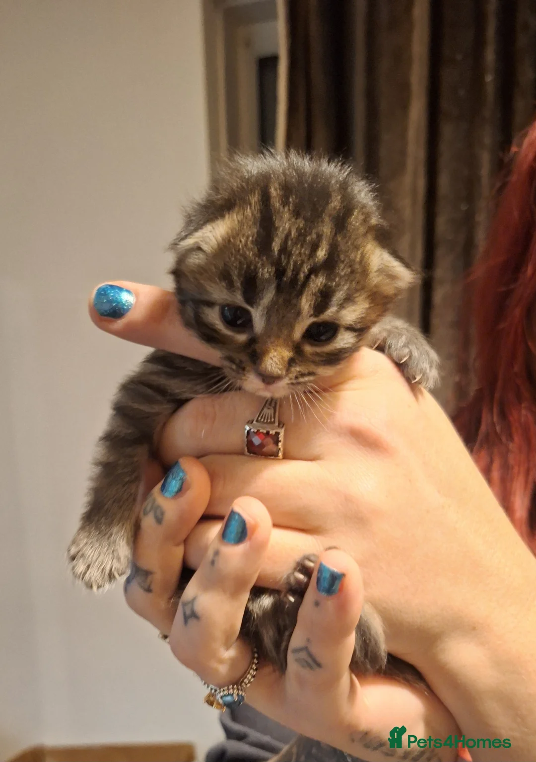Mixed Breed cats for sale: Maine coon mix with black kittens 😸💖 - Advert 7