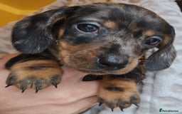 Miniature Dachshund dogs for sale: Miniature dachshunds 🐶 - Advert 3