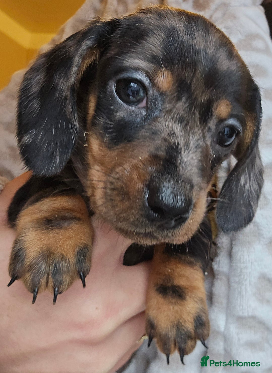 Miniature Dachshund dogs for sale: Miniature dachshunds 🐶 - Advert 3